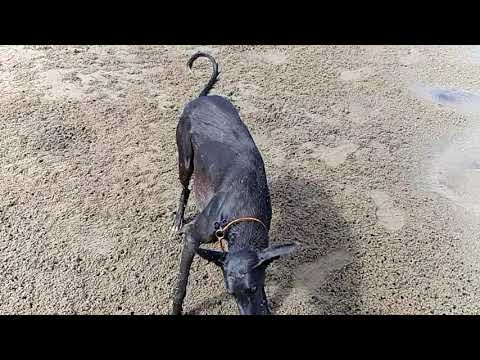Greyhound shaking water off - in super-slow-mo!