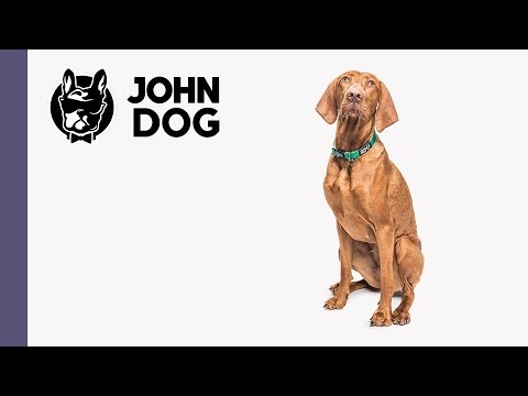 Siad, czyli jak nauczyć psa siadania na komendę - część 2 - TRENING PSA - John Dog