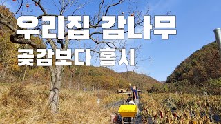 우리집 감나무. 곶감보다 홍시가 최고. 홍시 만들기