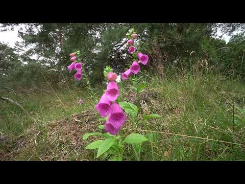 PieterPad Etappe 4, Zuidlaren - Rolde, 18 km