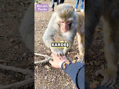 Maymunlar bana yardım etti 🐒😄