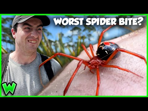 BITTEN by the RED WIDOW! My WORST Mistake?