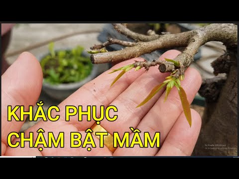 🔴 QBS23407 - CÂY MAI CHẬM BẬT MẦM TƯỚI PHÂN GÌ CHO NHANH | CÁCH CHĂM SÓC MAI VÀNG MIỀN BẮC NỞ HOA