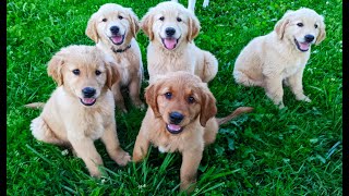 Video preview image #2 Golden Retriever Puppy For Sale in WOOSTER, OH, USA
