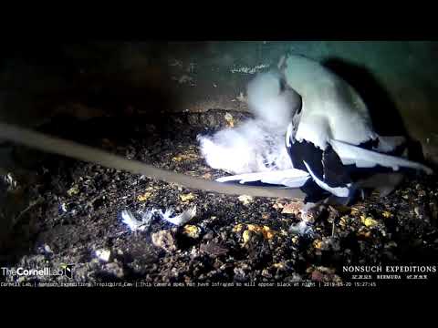 Adult Tropicbird Regurgitates Meal For Chick – May 20, 2019