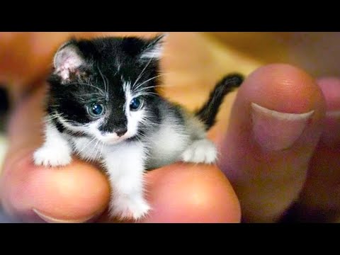 20 Smallest Cat Breeds In The World