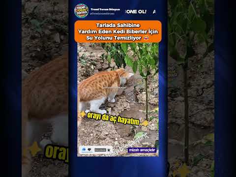 Tatlı Dilli İşveren Olunca Kedi de Özverili Çalışıyor😹