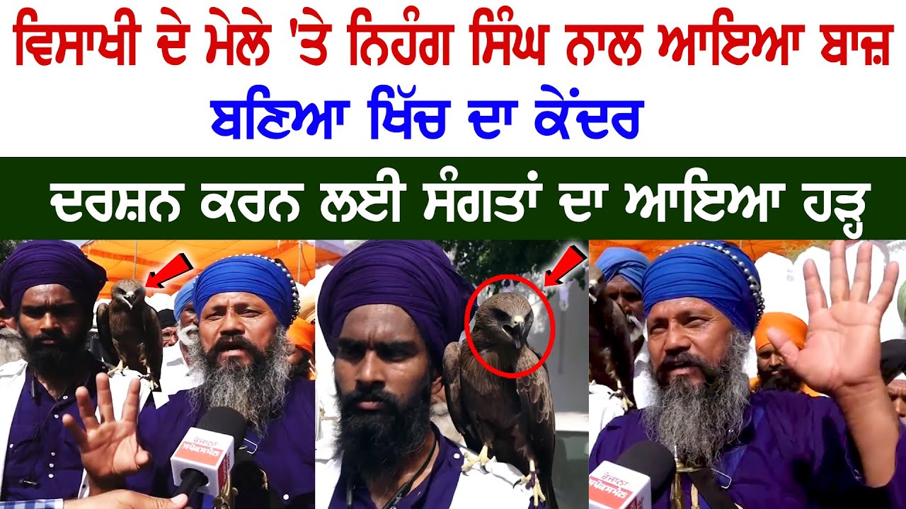 Baisakhi 2023 Fair: Hawk with Nihang Singh becomes the center of attraction, Devotees flock to have Darshan Baisakhi 2023 Fair: Hawk with Nihang Singh becomes the center of attraction, Devotees flock to have Darshan