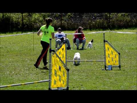 Zlínské trojzkoušky agility SA2 - Megynka