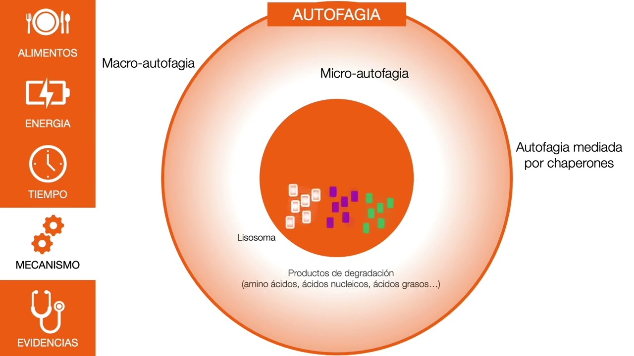 Dietas y EM - Ayuno intermitente