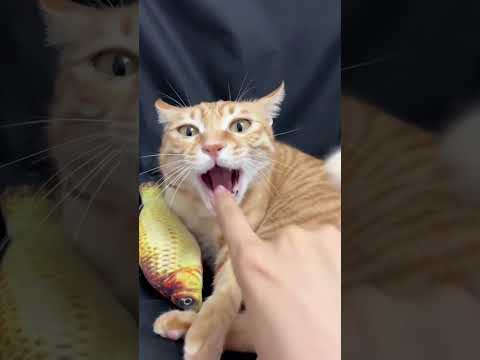 Смешные пушистики / Смешные моменты с животными 2024 /№54 #ff #домашниепитомцы #коты #собаки #funny