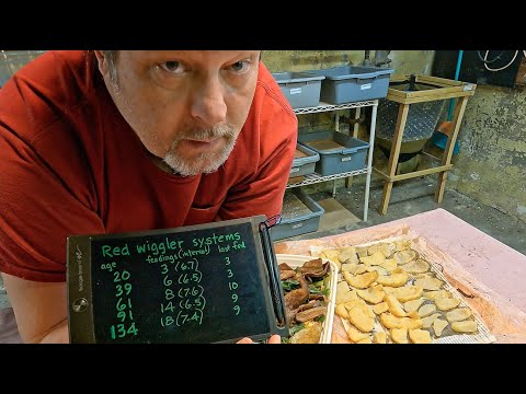 61- & 91-day red wigglers pocket fed & foraging setup for oldest - worm farm vermicomposting