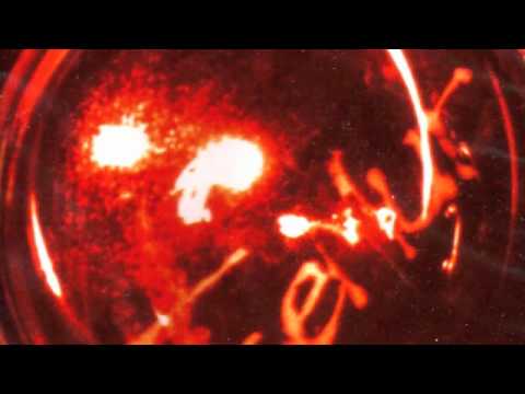 Femur   Hybrids 1999