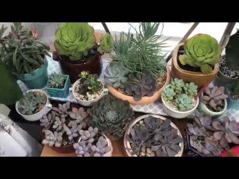 Lets plant some succulents 7/8/18