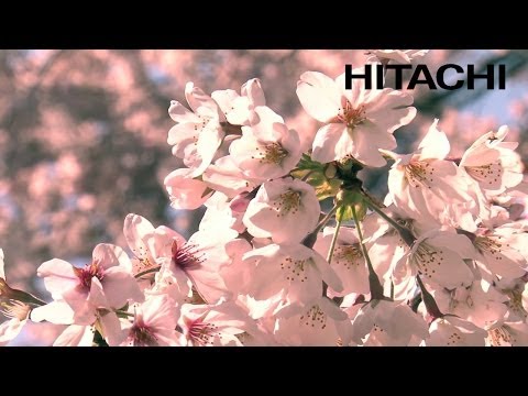 Cerisiers en fleurs du Japon