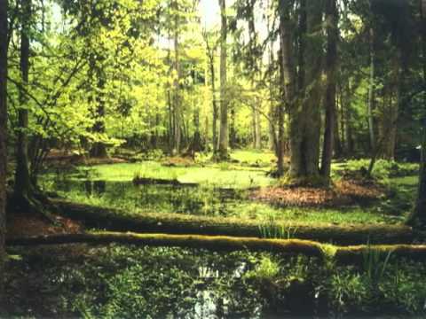 Cisco Brothers Commitment to Being Green