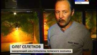 Крокодил, питон, гадюка: пермяк собирает в своей квартире террариум