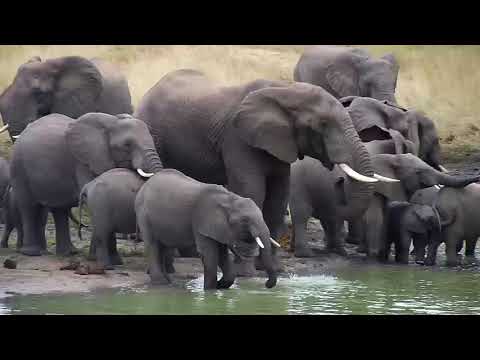 Djuma: Elephant herd with little ones- 16:13 - 04/06/19