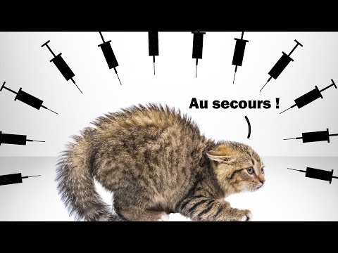 Kolik koťátek umře v roce 2021 kvůli očkování?