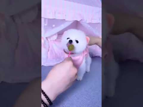 cute pomeranian eating Lollypops 😍😘