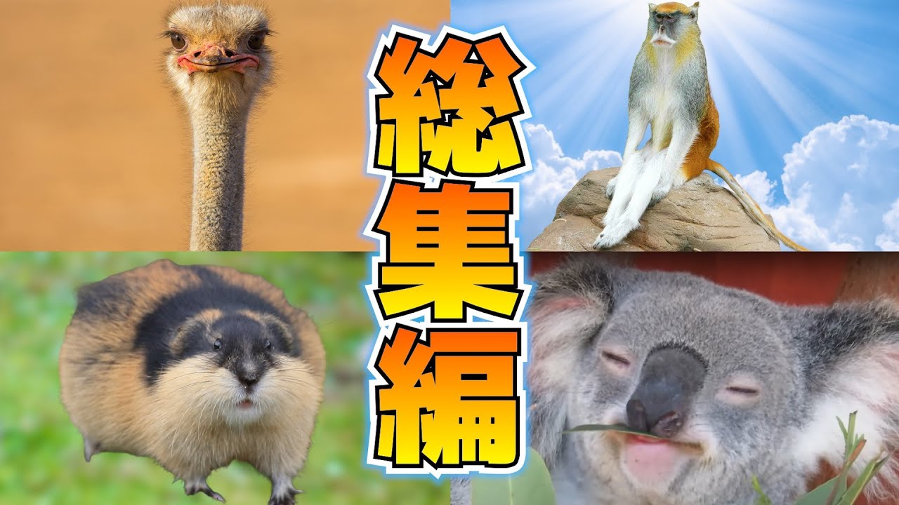 【告知】バチクソアニマル総集編