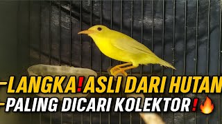 Download lagu ONLY MAS DANI‼️ HAS RARE BIRDS ORIGINALLY FROM THE FOREST🔥 MOST SOUGHT AFTER BY INDONESIAN BIRD C... mp3