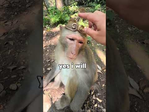Monkey Kingdom Corruption
