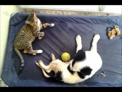 Puppy and Kitty love