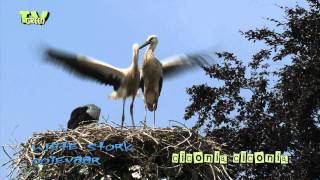 preview picture of video 'Vliegefeningen jonge ooievaars  - White Stork - Ciconia ciconia #11'