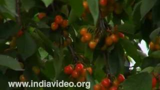 The Rubies of Himalayas 