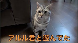 【バチかわ】アルルくん集1【東海オンエア】