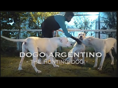 Breed Review: Dogo Argentino | The Big Game Hunting Dog | @aggregateagrofarms0001…