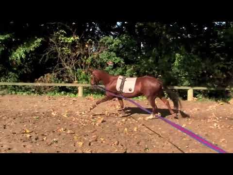 Penny Lane v. Calido G