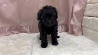 トイプードルの動画01