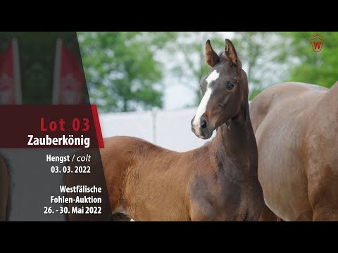 Fohlen-Auktion 26. - 30. Mai Lot 03 Zauberkönig Hengst v. Zoom - De Niro