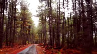 Bomi forest in tibet
