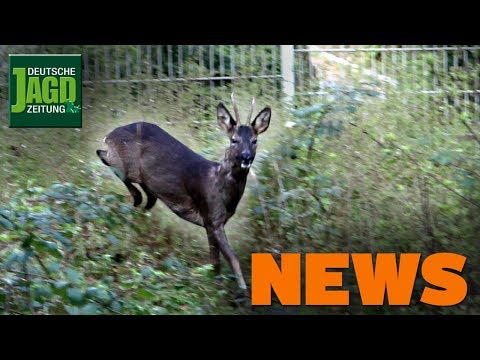 Geänderte Jagdzeiten, Sau randaliert, wissbegieriger Bock u.m. – DJZ-News 14/2019