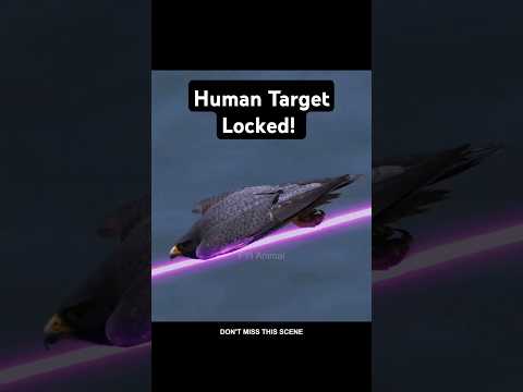 Falcon Attacks Human Watch this! #trending #animals #wildlife #shorts #falcon