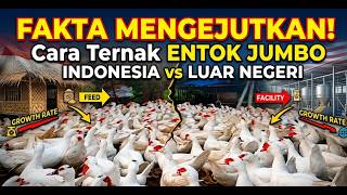 Download lagu SHOCK! Jumbo Muscovy Duck Farming Abroad vs. Indonesia: The Difference Is Vast mp3