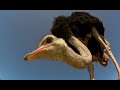 Robot Spy Ostrich Chick Joins Real Chicks in Nest