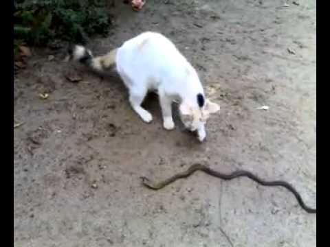 gurjit singh lakha tally