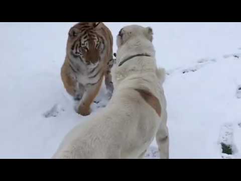 ТИГР ПРОТИВ АЛАБАЯ 21 #Shorts