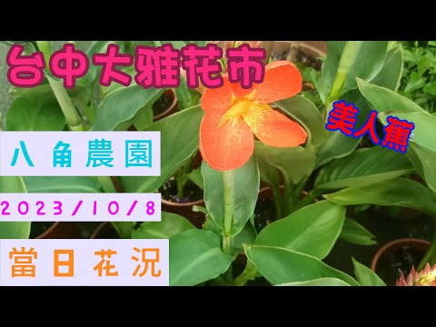 2023/10/8台中大雅花市/八角農園/美人蕉/新品種日日春/舞春花/玫瑰(紅隊長)天人菊/麗格海棠/單藥花/野牡丹/香水使君子/天使薔薇/青蘋果竹芋/唐印/魔雲/吉祥/荷花/睡蓮(齡齡生活日記)