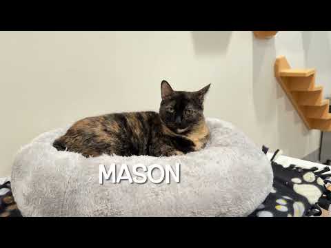 It's the Fabulous Friday Kitties at the Furkids Animal Shelter & Rescue!  Furkids.org