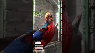 Download lagu HARGA AYAM HIAS GOLDEN PHEASANT #shorts #ayam #goldenpheasant mp3 Download lagu HARGA AYAM HIAS GOLDEN PHEASANT #shorts #ayam #goldenpheasant mp3