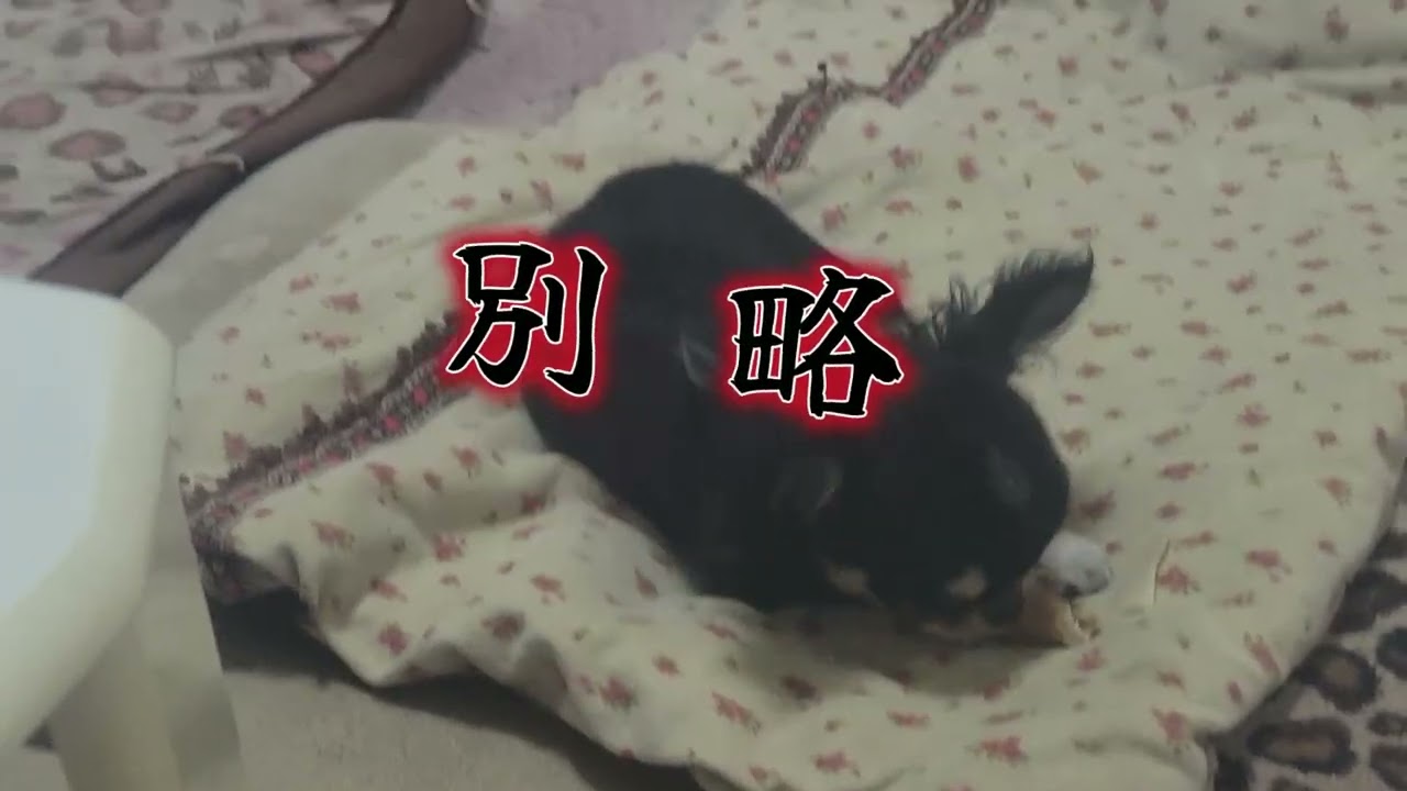 犬の十戒