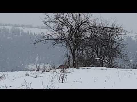 Vulpea in recunoastere