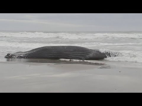 NJ Controversy Over Beached, Dead Whales That Washed–Up Along the Shoreline