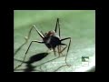 If You Could Build Like An Animal Compilation Of The Most Extreme