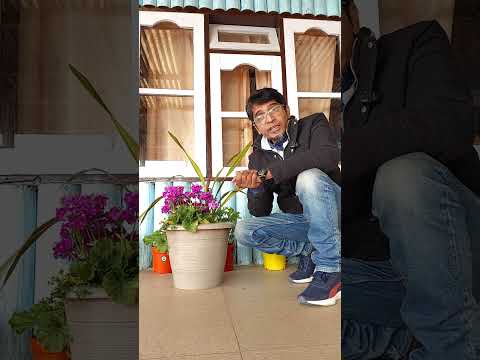 Unlocking the Power of Vibrant Colors: Basic Tips in Photography Composition for Enthusiasts!